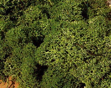 Heki 3234  Islandmoos mittelgrün 250 g              21,4
